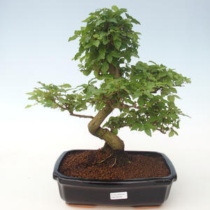 Pokojová bonsai -Ligustrum chinensis - Ptačí zob PB2191710