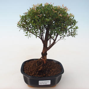 Pokojová bonsai - Syzygium - Pimentovník PB2191720