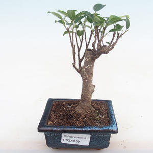 Pokojová bonsai - Ficus retusa -  malolistý fíkus PB220159