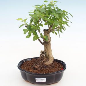 Pokojová bonsai - Sagerécie thea - Sagerécie thea PB2191801