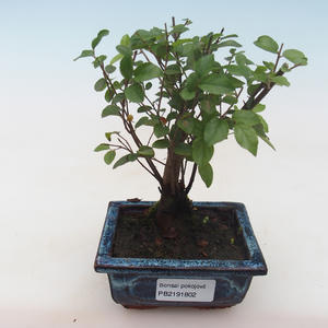 Pokojová bonsai - Sagerécie thea - Sagerécie thea PB2191802