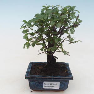 Pokojová bonsai - Sagerécie thea - Sagerécie thea PB2191804