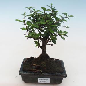 Pokojová bonsai - Carmona macrophylla - Čaj fuki PB2191820