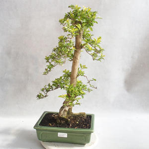 Pokojová bonsai - Duranta erecta Aurea