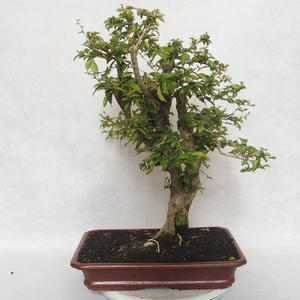 Pokojová bonsai - Cudrania equisetifolia