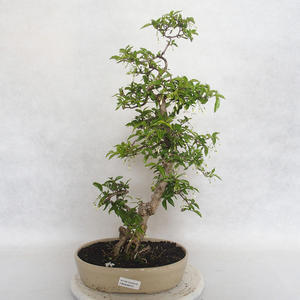 Pokojová bonsai - Vodní jasmín  - Wrightia religiosa