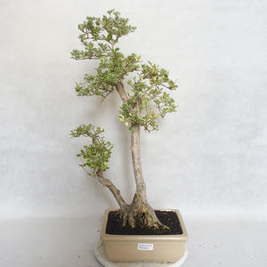 Pokojová bonsai - Duranta erecta Variegata