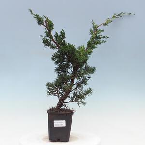 Venkovní bonsai - Juniperus chinensis Kishu -Jalovec čínský