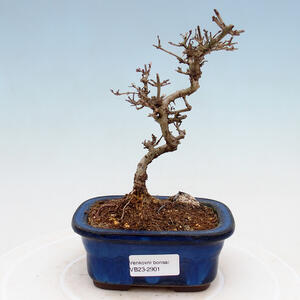 Keramická bonsai miska 15 x 15 x 7 cm, barva praskaná