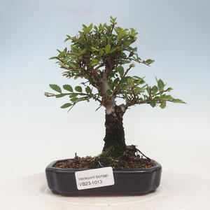 Keramická bonsai miska 15 x 15 x 7,5 cm, barva praskaná