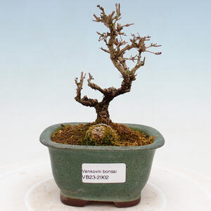 Venkovní bonsai - Ligustrum obtusifolium - Ptačí zob tupolistý