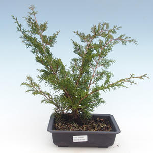 Venkovní bonsai - Juniperus chinensis Itoigawa-Jalovec čínský VB2019-261000
