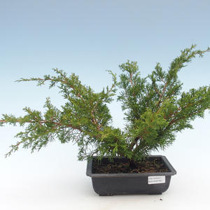 Venkovní bonsai - Juniperus chinensis Itoigawa-Jalovec čínský VB2019-261001