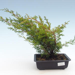 Venkovní bonsai - Juniperus chinensis Itoigawa-Jalovec čínský VB2019-261002