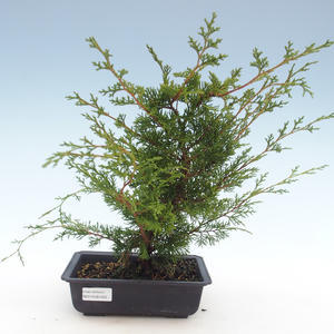 Venkovní bonsai - Juniperus chinensis Itoigawa-Jalovec čínský VB2019-261003