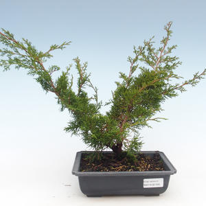 Venkovní bonsai - Juniperus chinensis Itoigawa-Jalovec čínský VB2019-261005