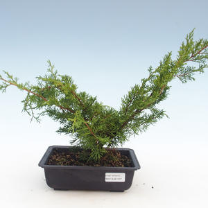 Venkovní bonsai - Juniperus chinensis Itoigawa-Jalovec čínský VB2019-261007