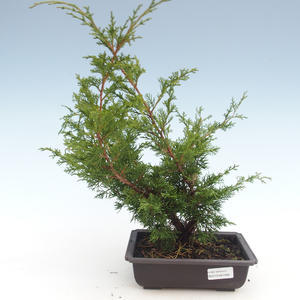 Venkovní bonsai - Juniperus chinensis Itoigawa-Jalovec čínský VB2019-261008
