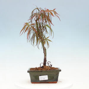Venkovní bonsai - Javor dlanitolistý ´- Acer palmatum OSAKAZUKI