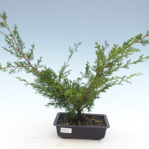 Venkovní bonsai - Juniperus chinensis Itoigawa-Jalovec čínský VB2019-261011
