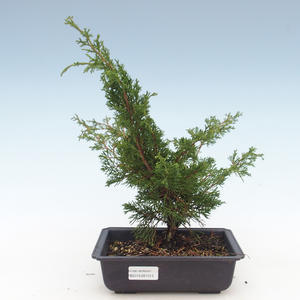 Venkovní bonsai - Juniperus chinensis Itoigawa-Jalovec čínský VB2019-261013