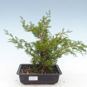 Venkovní bonsai - Juniperus chinensis Itoigawa-Jalovec čínský VB2019-261014