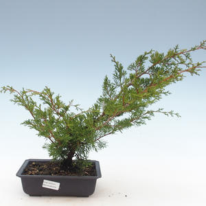 Venkovní bonsai - Juniperus chinensis Itoigawa-Jalovec čínský VB2019-261015