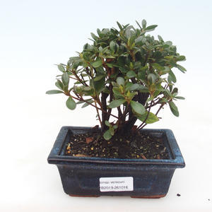 Pokojová bonsai - Rhododendron sp. - Azalka růžová VB2019-261016