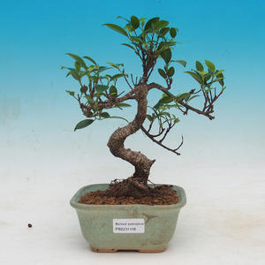 Pokojová bonsai - Ficus kimmen -  malolistý fíkus
