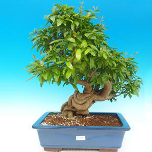 Pokojová bonsai-PUNICA granatum-Granátové jablko