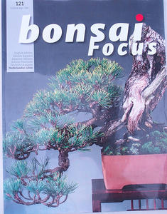 Bonsai focus - holandsky č.121