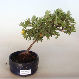 Venkovní bonsai-Mochna křovitá - Dasiphora fruticosa žlutá