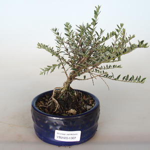 Venkovní bonsai-Lonicera nitida siver Beauty-Zimolez
