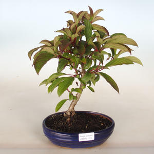 Venkovní bonsai-Kalina obecná-Viburum opulus