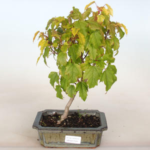 Venkovní bonsai - Acer ginala - Javor ohnivý