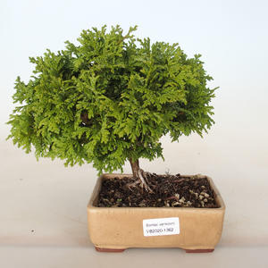 Venkovní bonsai - Cham.golden Cush. - Cypřišek