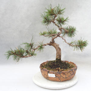 Venkovní bonsai - Pinus mugo   - Borovice kleč
