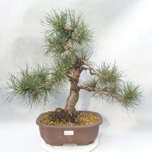 Venkovní bonsai - Pinus beuvronensis   - Borovice lesní