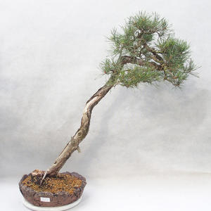 Venkovní bonsai - Pinus sylvestris   - Borovice lesní