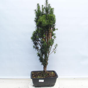 Venkovní bonsai - Pinus Mugo MOPS   - Borovice kleč