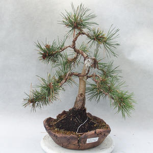 Venkovní bonsai - Pinus sylvestrys Pygmaea   - Borovice lesní