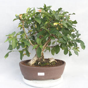 Venkovní bonsai- Brslen evropský - euonimus