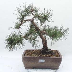Venkovní bonsai - Pinus mugo grüne welle   - Borovice kleč