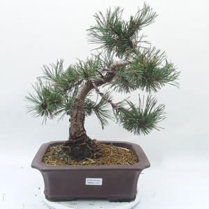 Venkovní bonsai - Pinus mugo krauskopf  - Borovice kleč