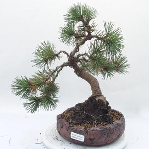 Venkovní bonsai - Pinus mugo pyramidalis - Borovice kleč