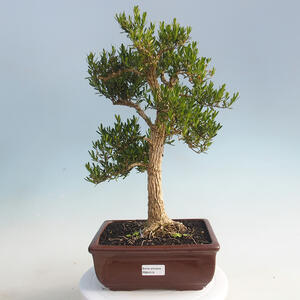 Venkovní bonsai -Carpinus CARPINOIDES - Habr korejský