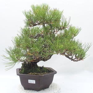 Venkovní bonsai - Pinus thunbergii - Borovice Thunbergrova