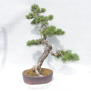 Venkovní bonsai - Pinus sylvestris   - Borovice lesní