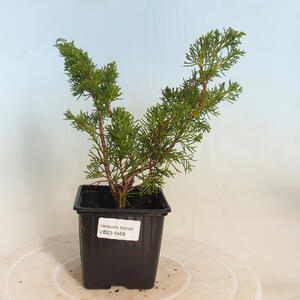 Venkovní bonsai - Pinus uncinata - Borovice blatka