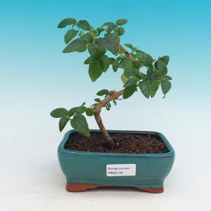 Pokojová bonsai-Lanthana camara-Libora proměnlivá